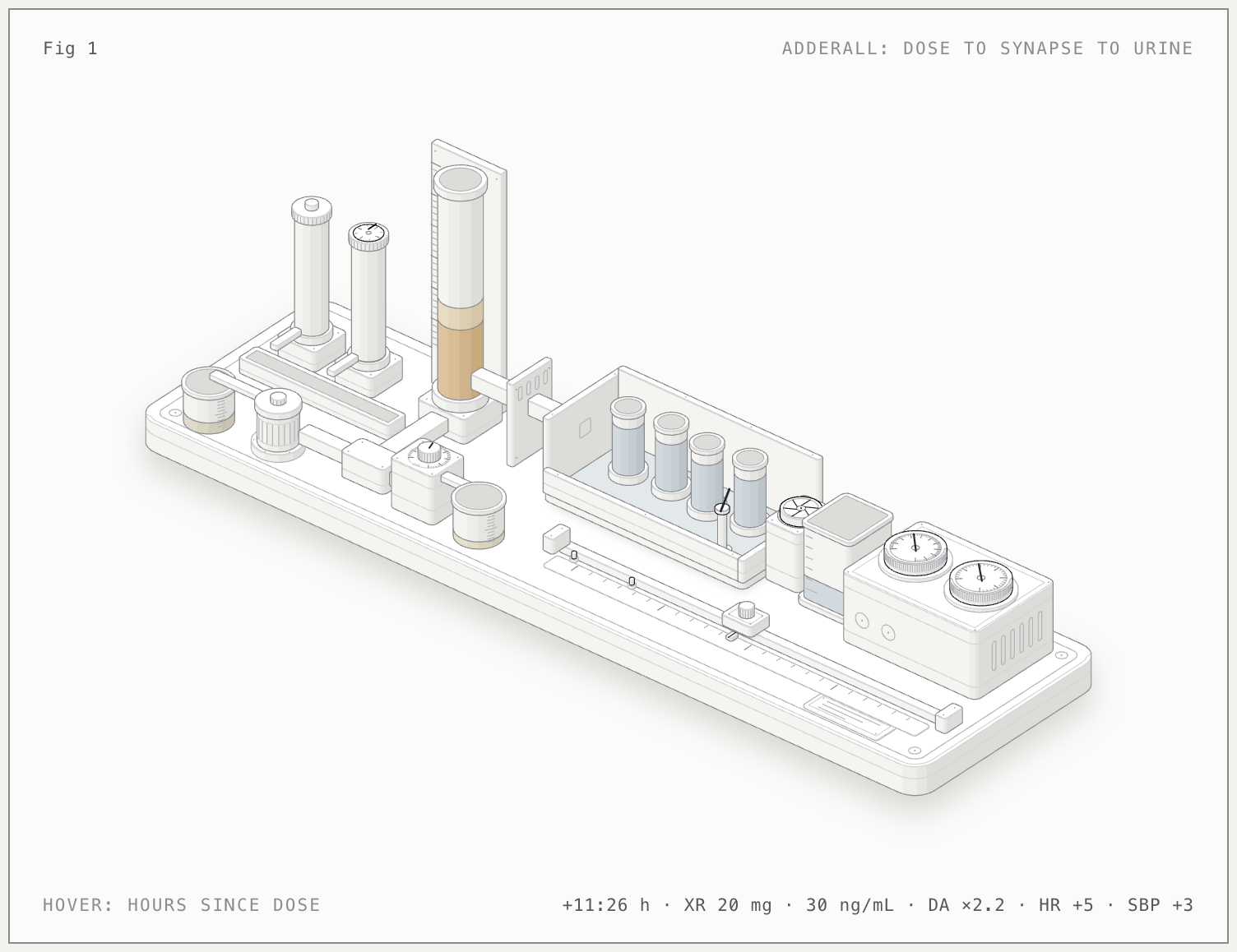 Adderall pathway illustrated bench model