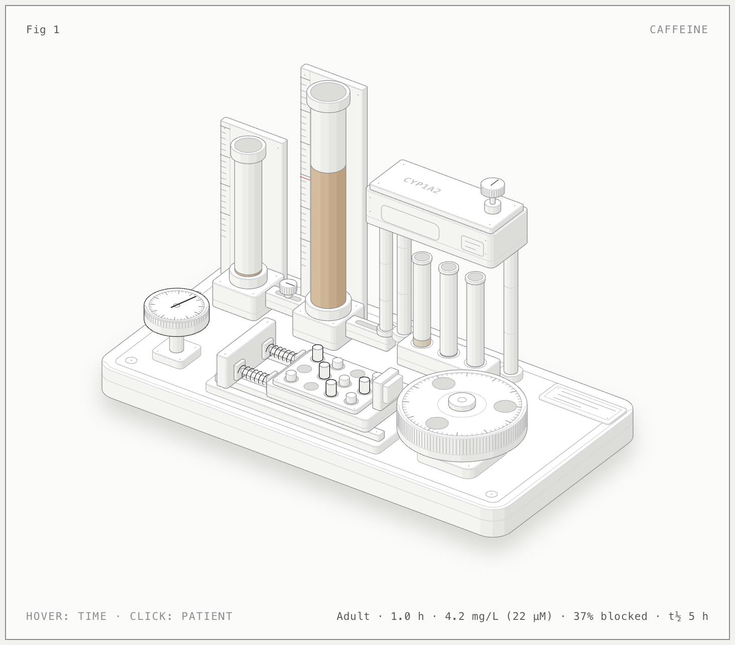 Caffeine pathway illustrated bench model
